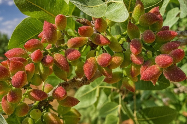 Fıstık benim için sadece bir yemiş değil, bir gurur meselesidir.