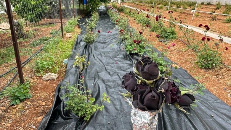 Halfeti'nin Siyah Mucizesi: Kara G&uuml;l