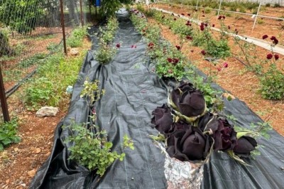 Halfeti'nin Siyah Mucizesi: Kara Gül