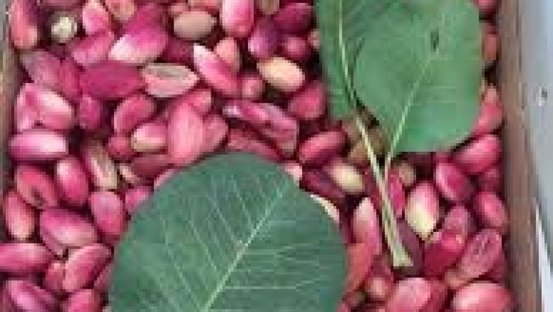 Üretici Kazanacak, Ekonomi Güçlenecek: Antep Fıstığına Destek